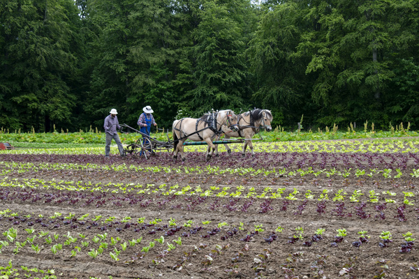 Bodenbearbeitung mit Pferden