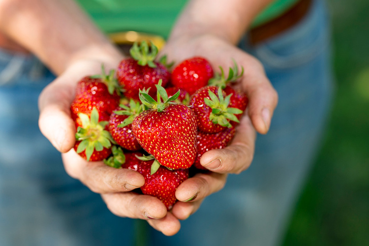 Frische Erdbeeren in Alkes Händen