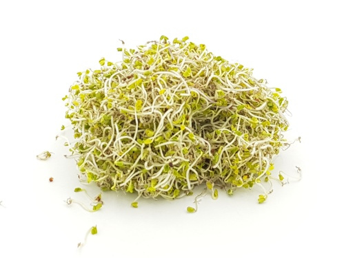 KI generiert: Ein Haufen frischer Alfalfa-Sprossen auf weißem Hintergrund.