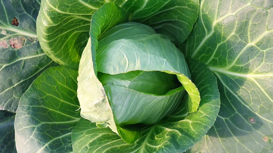 Rezeptbild für Gebackener Weißkohl mit Nusskruste