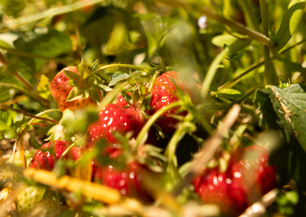 KI generiert: Frische, reife Erdbeeren wachsen zwischen grünem Laub im Sonnenlicht. Keine Texte sichtbar.