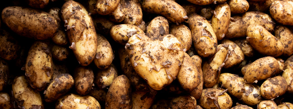 Kartoffeln - neue Ernte