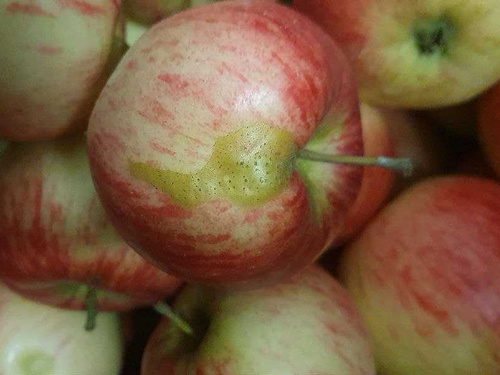 KI generiert: Hauptinhalt: Rote Zwiebel in Netz.