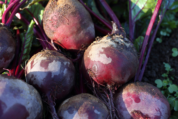 Knollensellerie auf dem Feld