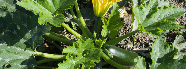 Zucchinipflanze