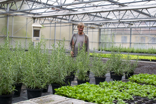 Bodenbearbeitung mit Pferden