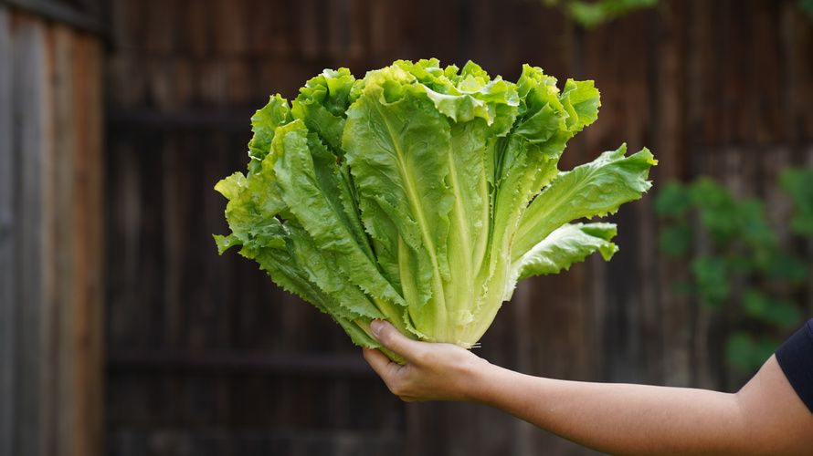 Rezeptbild für Warmer Kartoffel-Endivien-Salat