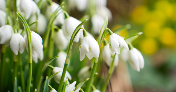 KI generiert: Weiße Schneeglöckchenblüten vor einem unscharfen, gelben Hintergrund.