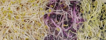 KI generiert: Das Bild zeigt eine Schüssel mit einer cremigen Suppe, garniert mit Kräutern und einigen Pilzen. Im Hintergrund liegen weitere Zutaten wie schwarzwurzelähnliches Gemüse, Kartoffeln und Schalotten.